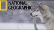 Wild Russia Siberia | (National Geographic)