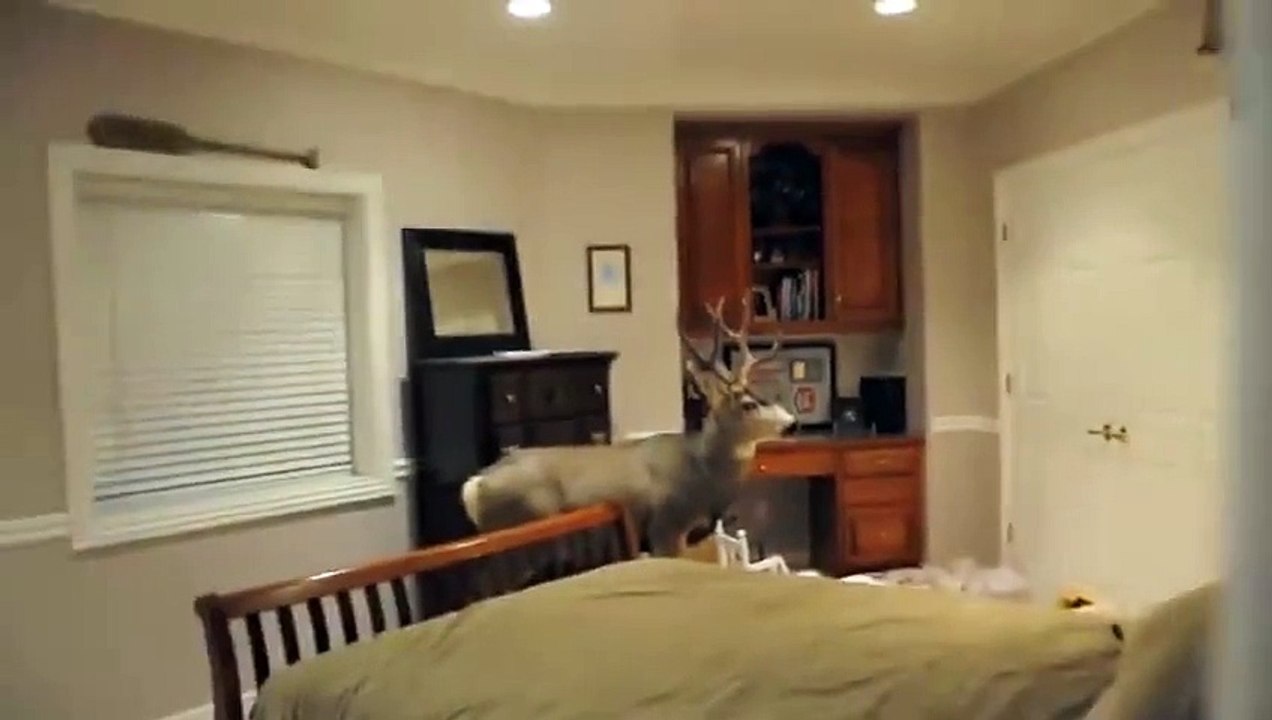 Un renne détruit le salon de cet homme... Dingue
