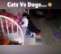 Cats Vs Dogs... - So funny animal compilation