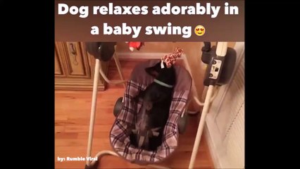 Ce chien se relaxe dans un berceau pour bébé