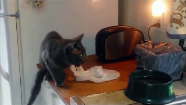 Les chats ont peur des concombres et des grille-pains