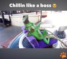 Lizard chillin like a boss