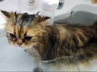 Купание 'неправильного' кота