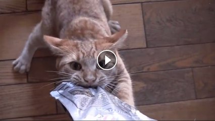 Cat Realy Wants His Treats