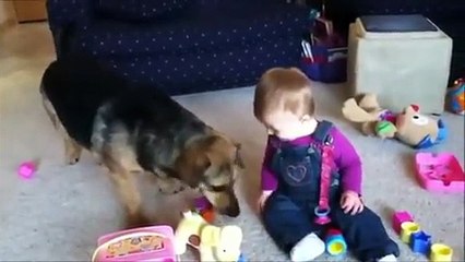 When Dogs & Babies Collide Funny Video