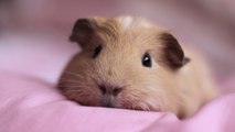 Our beloved pets - Guinea pigs