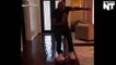 Mike Tyson hilariously wiped out while trying to ride a hoverboard