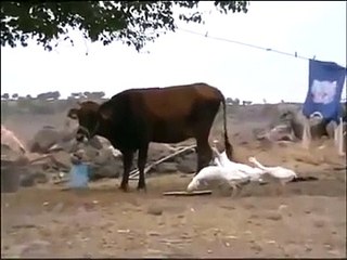 Öfkeli Kaz İneğe Bakın Nasıl Saldırıyor Yok Böyle Bir Şey