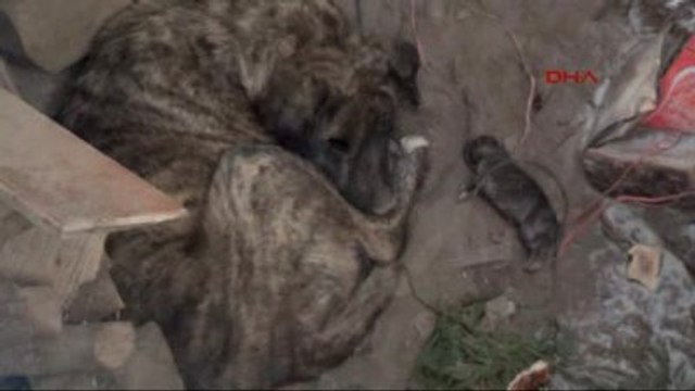 Bingöl Soğuktan Donan Yavrusunun Başından Ayrılmadı