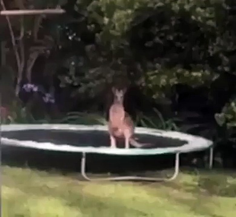Kangaroo doesn't understand trampolines