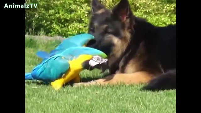 Unbelievable Unlikely Animal Friendships Compilation [HD VIDEO]