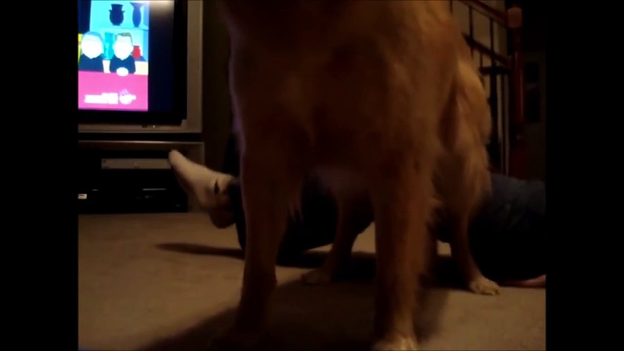 SCRATCH ME, HUMAN!
