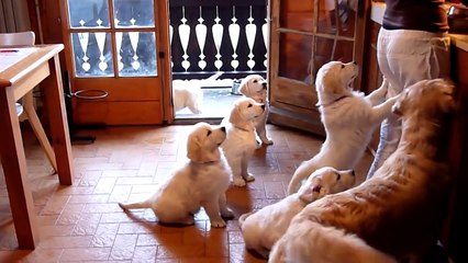 Golden Retriever Puppies looking forward to their meal