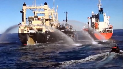 Les plus grosses collisions entre les navires de Sea Shepherd et les tueurs de baleines japonais