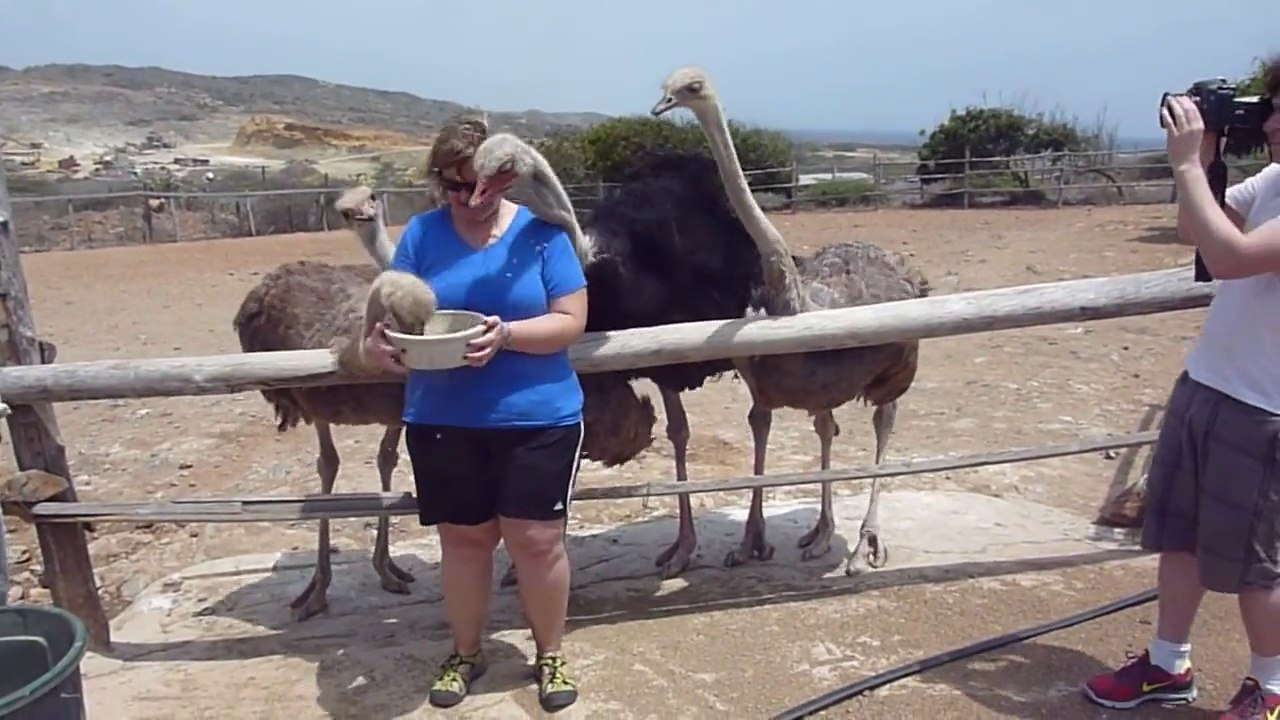 African animals- The Lion Mating, Wild animals