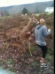 Deer Tries to Mate with Girl