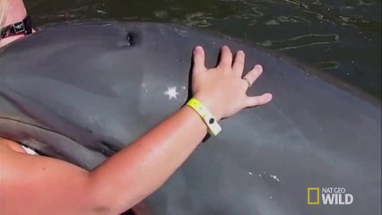 So Funny An Animal Ruined My Vacation- Dirty Dolphin