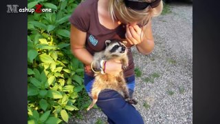 A Cute Raccoon And Funny Raccoon Videos Compilation __ NEW HD