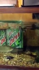 fish can be eat a mouse ????