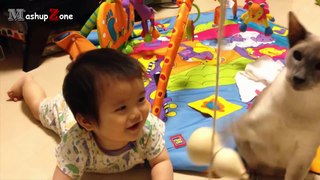 Funny Cats And Dogs Playing With Babies Compilation 2016 __ NEW HD