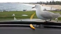 Trolling Seagulls