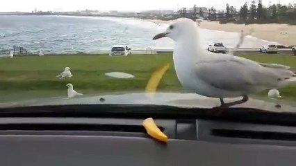 Des mouettes qui kiffent les frites