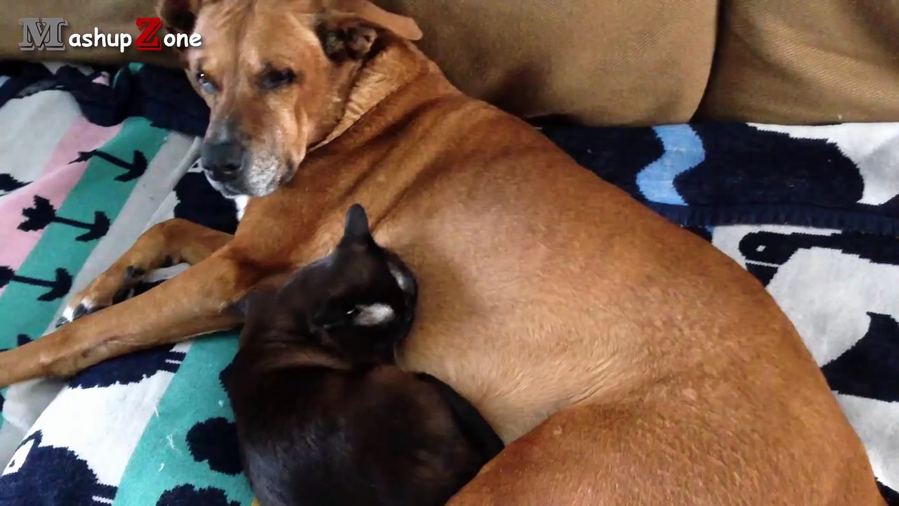 Cats And Dogs Friends Forever Compilation __ NE...