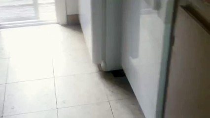 Ekmek Kızartma Makinesi ve Korkan Kedi