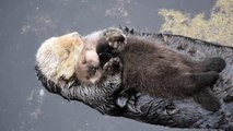 One-day-old sea otter pup trying to sleep on mom...