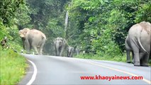 Several Elephants attack a Boy on the Bike