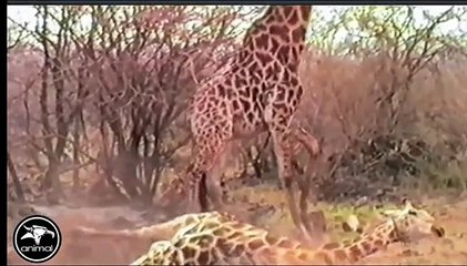 The Best Battle In Animal History - Real Fight To Death