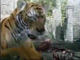 African Lion vs Bengal tiger fight, animal face off