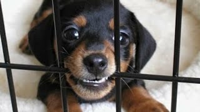 The Young Turks December 14, 2015 Hour 1