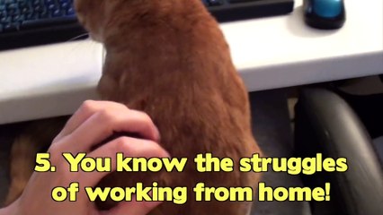 10 Signs You're a Crazy Cat Person!