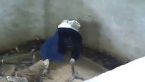 Kobra tokatlayan adam Absürd Videoları Habertürk Video