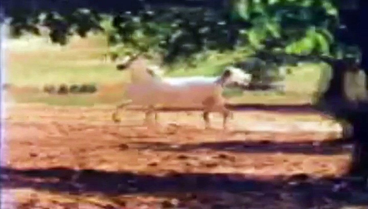 ♫ Arabian Horses - Most Beautiful in the World ♫