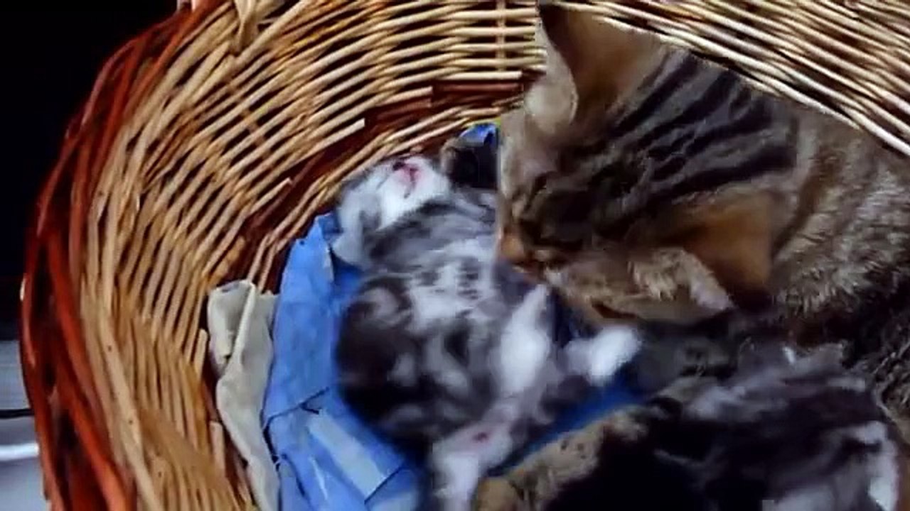 Mommy Cat Hugs her Baby Cute Kitten