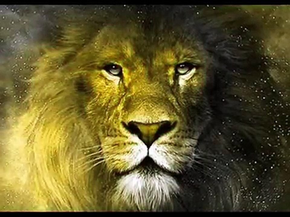 TIGER VS LION