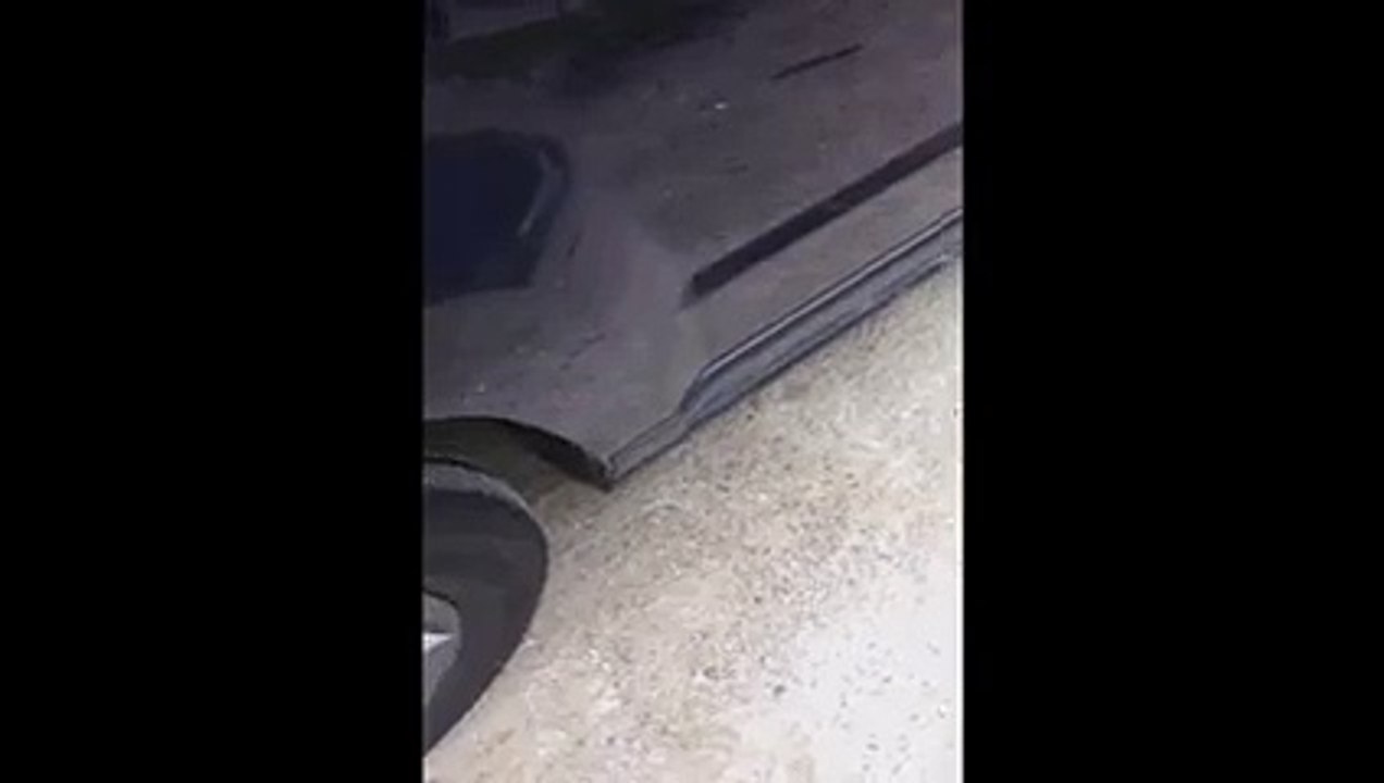 Pup Helps Older Dog Out Of Car Funny Pranks