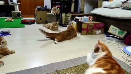 The best of 2016 Cat Playing with Laser HD - Just Funny