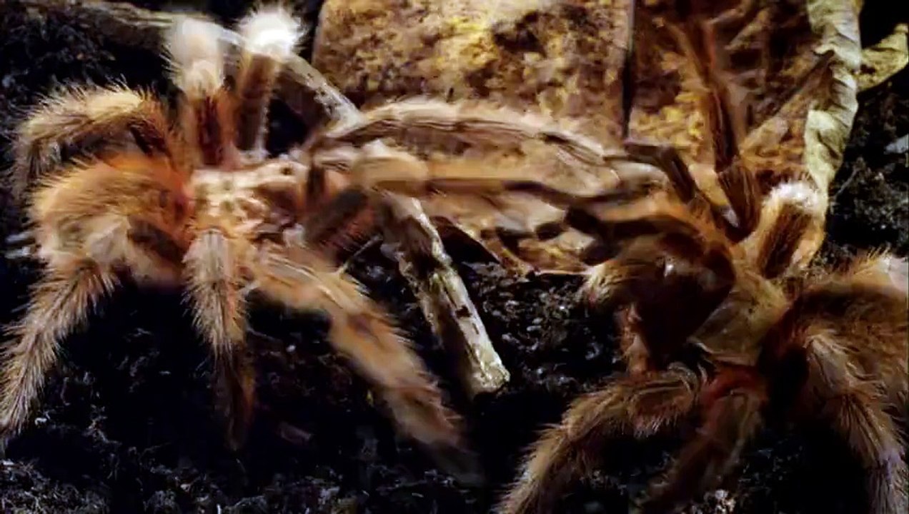 Micro Monsters Episode 2
