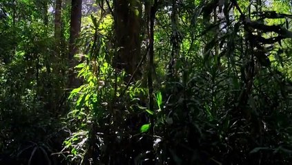 Micro Monsters Episode 3