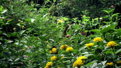 Micro Monsters Episode 4