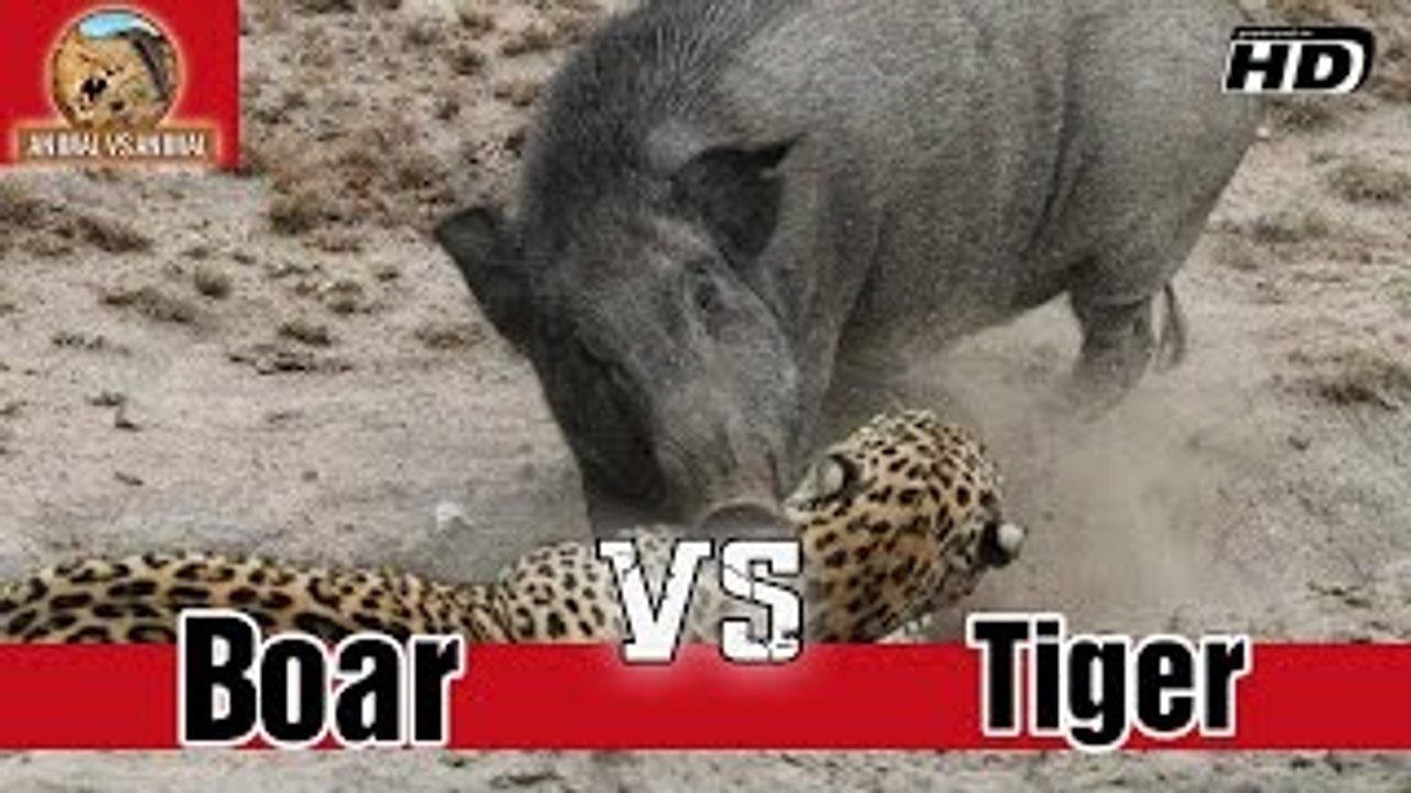 Boar vs Tiger Wild Fight Animal vs Animal [HD]