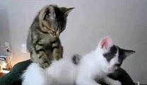 Video of funny and humorous massaging cats. Vídeo de gatos graciosos y chistosos dando mas