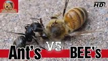 Ants vs Bees Colony War Animal vs Animal [HD]