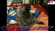 The best of 2016 NEW!! Epic Funny Cats - Cute Cats Compilation 2013! SEPTEMBER 4 [HD]