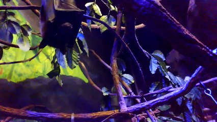Fruit Bats Through Google Glass