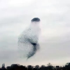 Dancing Birds Awesome