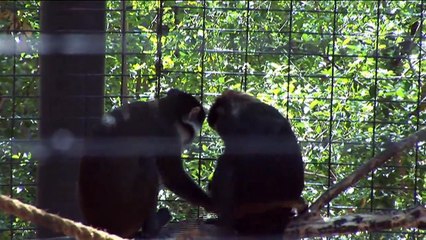 Swamp Monkeys and Red-Tailed Guenons